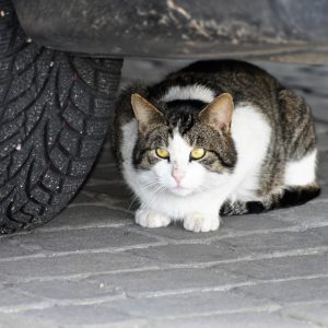 DSC_0492-Pinko-Komm aus dem Versteck